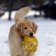 Golden Retrievers love to play ball.