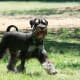 Your Miniature Schnauzer can make a great dog for the kids, with plenty of exercise.