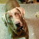 Weimaraners are alert and active dogs.
