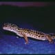 leopard gecko