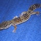 Adult leopard gecko