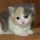 A dilute calico—note the gray and tan as opposed to black and orange markings.