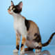 A Calico Devon Rex—note the big spots!