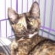 A Tortoiseshell Domestic—note the brindle-like pattern