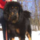 The Tibetan Mastiff as an adult.