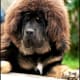 Tibetan mastiffs may be the most expensive breed in the world.