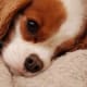 A Cavalier King Charles Spaniel puppy.