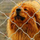 A Tibetan Mastiff on guard duty.