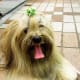 The Lhasa Apso is a great choice.