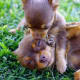 doggie-matchmaker-is-the-chihuahua-right-for-you
