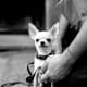 If trained like a dog, rather than a toy, the Chihuahua makes a sweet little companion.