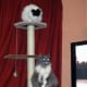 cat-interactive-feeder-toys