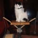 cat-interactive-feeder-toys