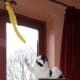 cat-interactive-feeder-toys