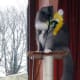 cat-interactive-feeder-toys
