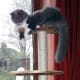 cat-interactive-feeder-toys