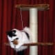 cat-interactive-feeder-toys