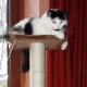 cat-interactive-feeder-toys