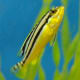 Auratus African Cichlid