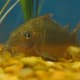 Green Cory Cat