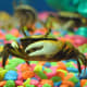 Freshwater Fiddler Crab