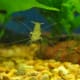Ghost Shrimp