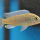 African Cichlid