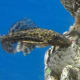 Plecostomus