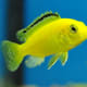African Cichlid