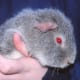 Silver agouti rex guinea pig.