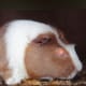 Crested Dutch guinea pig.