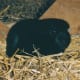 Self black guinea pig.