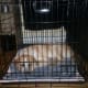 the-disadvantages-and-some-benefits-of-crate-training-a-dogthings-dog-owners-should-consider