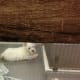 A frustrated westie pup in a cage.