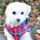 five-dog-breeds-for-seniors