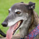 Greyhound.