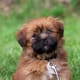 five-dog-breeds-for-seniors