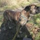 Brindle Mastiff