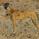 Brindle Greyhound