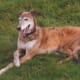 Relaxed Greyhound