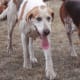 Foxhounds