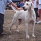 Foxhound