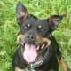 english-dog-breeds