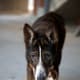 If the hips become arthritic, dogs are in pain and eventually lose muscle mass.