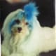 My dog Café Noir (RIP) and his blue 'do. This photo was in my wallet for several years before I scanned it, so the quality is terrible.