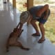 A belly rub is a great way to encourage a dog to roll over.