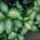 Dumb Cane (Dieffenbachia)