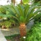 Sago Palm