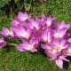 Autumn Crocus