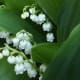 Lily of the Valley. Other common poisonous lilies not shown here are: Peace Lilies and the Giant Dracaena or Palm Lily.